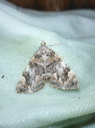 Common Marbled Carpet (Dysstroma truncata)