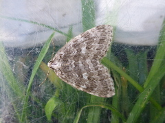 Autumnal Moth (Epirrita autumnata)