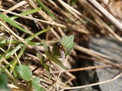 Hover flies (Syrphidae)