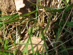 Green tiger beetle (Cicindela campestris)