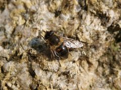 Hover flies (Syrphidae)