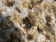 Hover flies (Syrphidae)