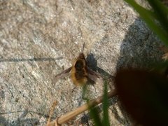 Stor humleflue (Bombylius major)