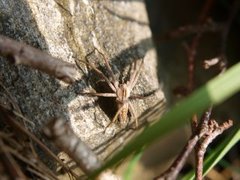Nursery web spider (Pisaura mirabilis)