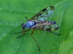 Snipefluer (Rhagionidae)