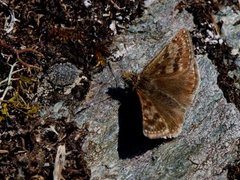 Dingy Skipper (Erynnis tages)