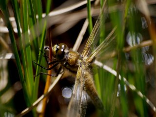 Libellula quadrimaculata