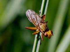 Sneglefluer (Sciomyzidae)