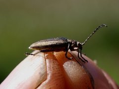 Bladbiller (Chrysomelidae)