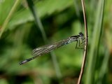 Coenagrion sp.