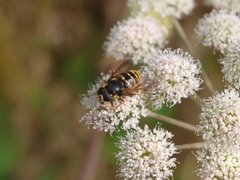 Sericomyia