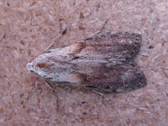 Bee Moth (Aphomia sociella)
