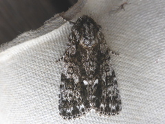 Broket kveldfly (Acronicta auricoma)