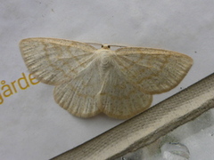 Common Wave (Cabera exanthemata)