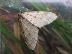 Early Tooth-striped (Trichopteryx carpinata)