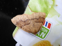 Barred Umber (Plagodis pulveraria)