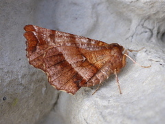 Early Thorn (Selenia dentaria)