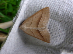 Brown Silver-line (Petrophora chlorosata)