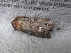 Broom Moth (Ceramica pisi)