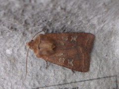 Small Square-spot (Diarsia rubi)