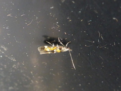Red Cosmet (Mompha locupletella)