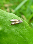 Red Cosmet (Mompha locupletella)
