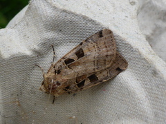 Triangelbakkefly (Xestia triangulum)