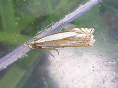 Grass-veneer (Crambus pascuella)