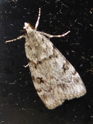 Engmosemott (Scoparia subfusca)