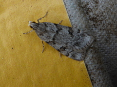 Junimosemott (Scoparia ambigualis)