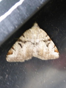 The V-Moth (Macaria wauaria)
