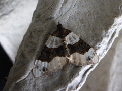 Purple Bar (Cosmorhoe ocellata)