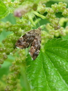 Neslebredmøll (Anthophila fabriciana)
