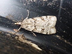 Large Grey (Scoparia subfusca)