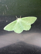 Large Emerald (Geometra papilionaria)