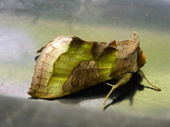 Større båndmetallfly (Diachrysia chrysitis)