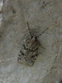 Grå mosemott (Scoparia ancipitella)