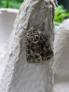 Mørkt nellikfly (Hadena bicruris)