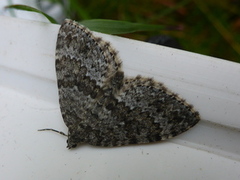 Grå bergmåler (Entephria caesiata)