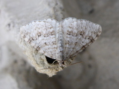 Welsh Wave (Venusia cambrica)