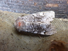 Glaucous Shears (Papestra biren)