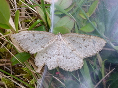 Blek ringmåler (Yezognophos vittaria)