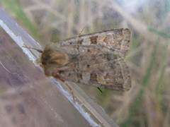 Ingrailed Clay (Diarsia mendica)