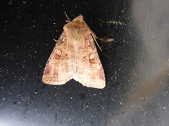 Ingrailed Clay (Diarsia mendica)