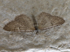 Gullrisdvergmåler (Eupithecia virgaureata)