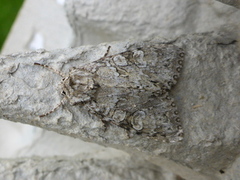 Grey Arches (Polia nebulosa)
