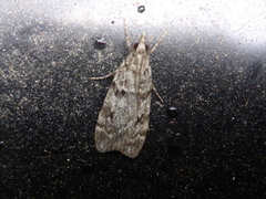 Junimosemott (Scoparia ambigualis)