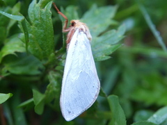 Spøkelsesroteter (Hepialus humuli)