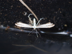 Prikkfjærmøll (Hellinsia tephradactyla)