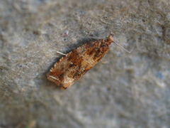 Thyme Marble (Celypha cespitana)